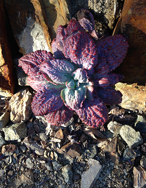 Three Dudes Who Made it to the Moon